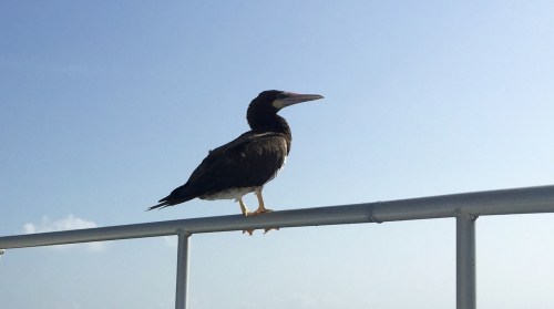 Blacktip Island's red-footed boobies were the beneficiaries of Thursday's Booby Trot.