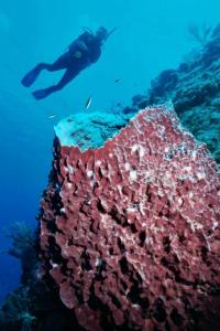 A security camera photo of the man believed to be responsible for the attacks.