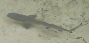 One of the pygmy sharks (Carcharhinus pygmius) swarming Blacktip Island’s beaches.