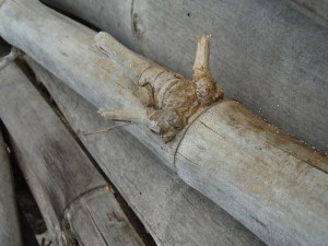 Bamboo logs slated to become Bamboo You scuba fins.