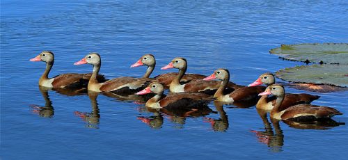 800px-Black-bellied_whistling_ducks_(Dendrocygna_autumnalis)