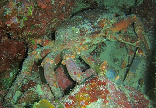 Genetically-modified channel crabs, escapees from Cuban biological labs, are now protecting Blacktip Island’s marine parks.