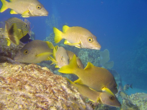 Cast members hit their marks while rehearsing for the Blacktip Island Community Players’ underwater production of “The Winter’s Tale.”