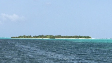 Psychologists will descend on Blacktip Island to study the widespread abnormal behavior of its population.