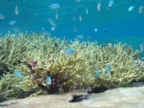 Blue chromis school above a stand of Blacktip Island’s singing staghorn coral on Jawfish Reef. (Photo courtesy Amanda Meyer, U.S. Fish and Wildlife Service)