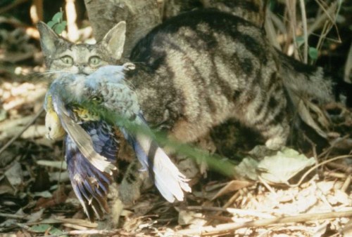 Blacktip Island officials are concerned a rise in feral cat numbers on the Caribbean island will devastate native wildlife and cause a health crisis. (photo courtesy Brisbane City Council)