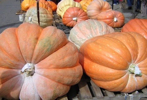 Genetically-modified pumpkins seized by the World Agency for Nuclear Regulation after multiple explosions at Blacktip Island’s Jack-Off pumpkin carving contest sent more than 10 people to the island clinic. (Photo by Lee Paxton)
