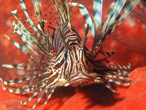 Common Lionfish