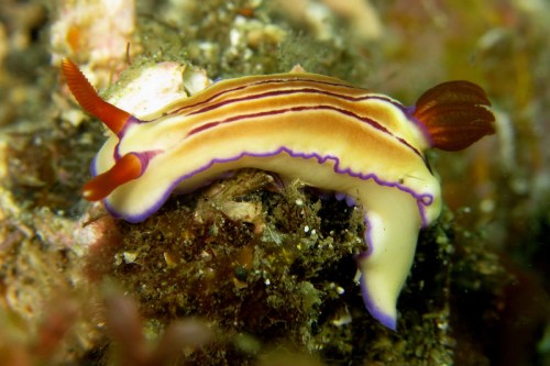 nudibranch writing