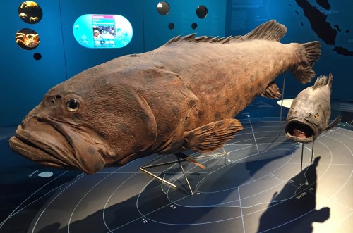 underwater taxidermy