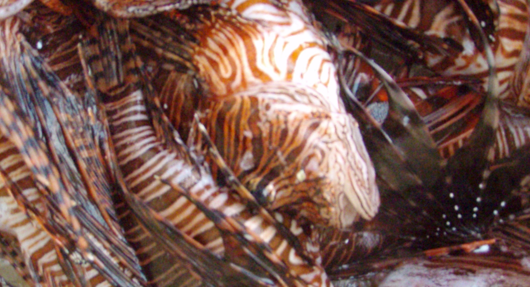 P1222035.JPG – Version 2