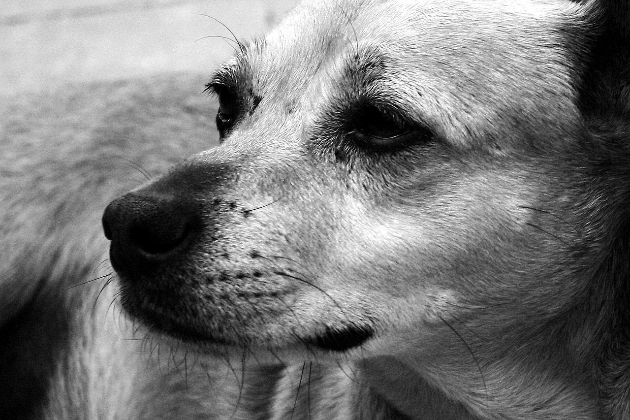 humane society closes