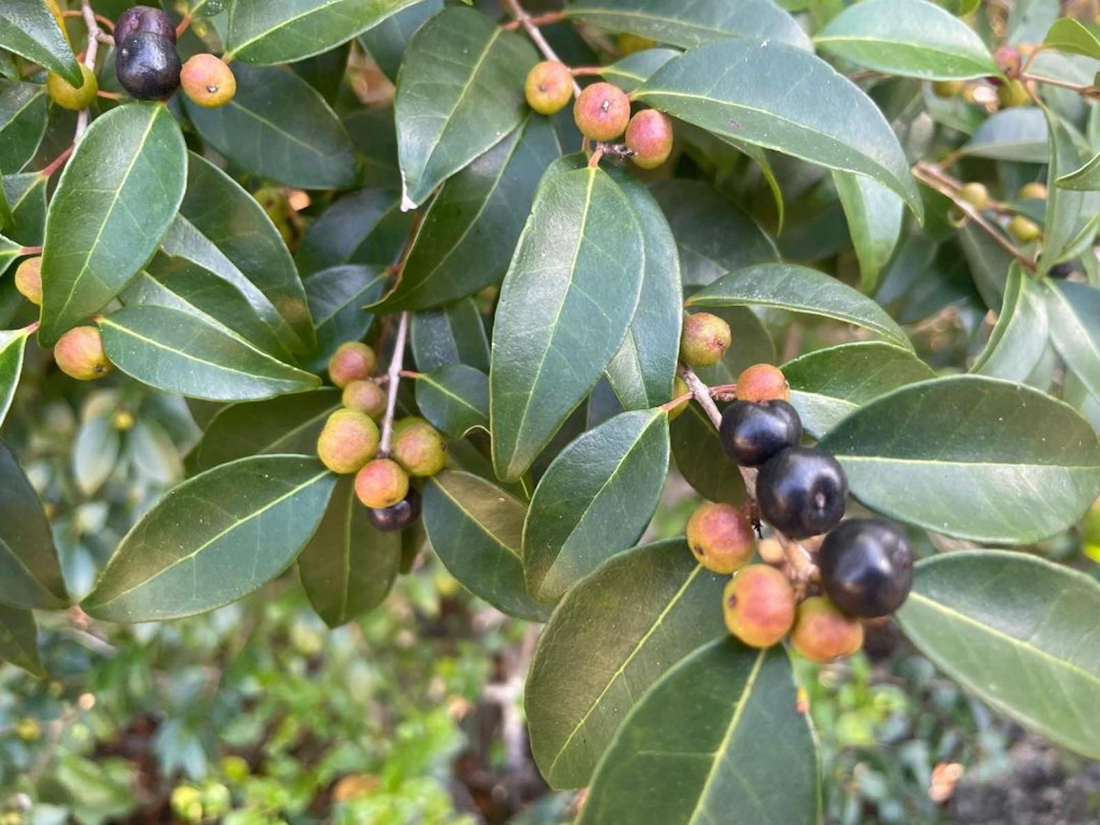 hallucinogenic whiskey