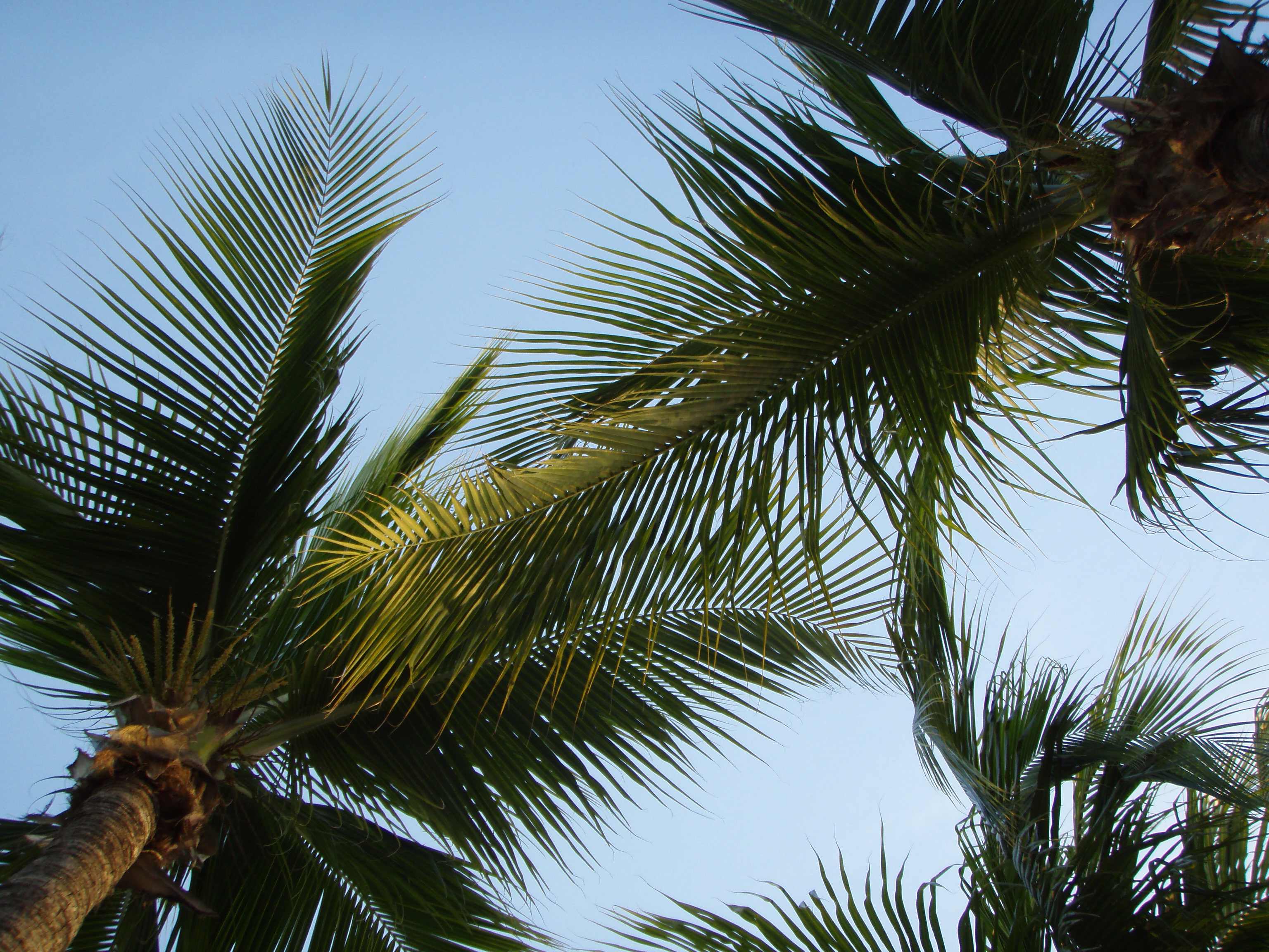 OLYMPUS DIGITAL CAMERA