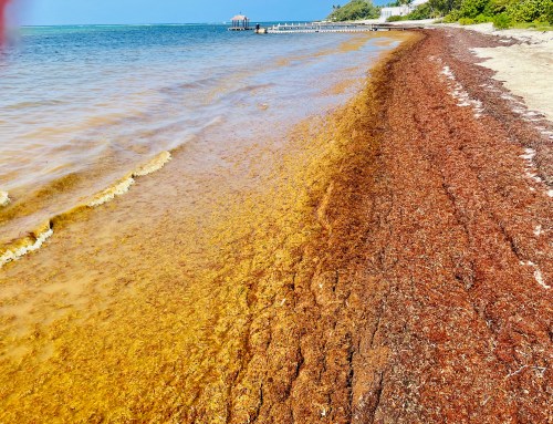 sargassum fest
