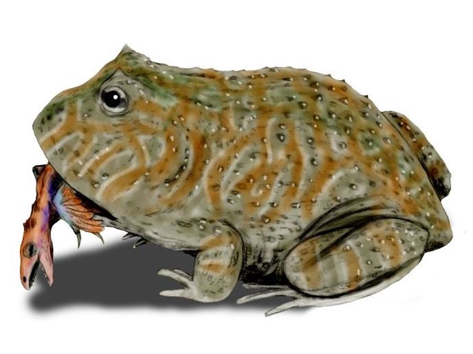 cretaceous frog