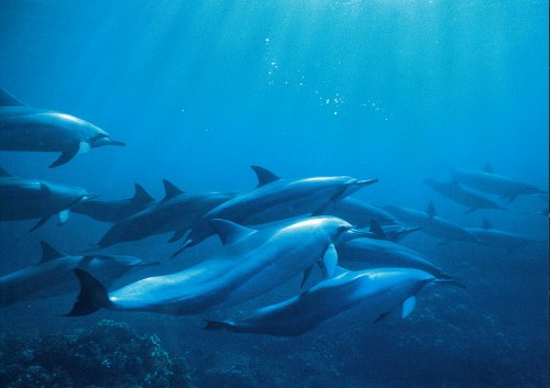 french dolphins