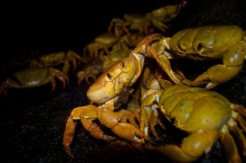 cocaine crabs