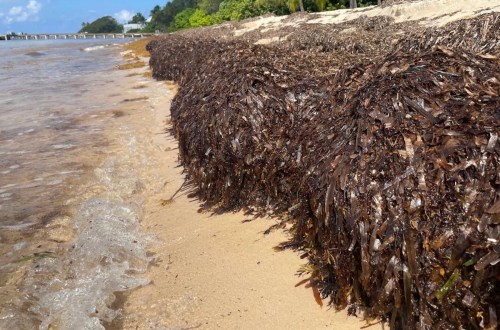 sargassum beach park 2